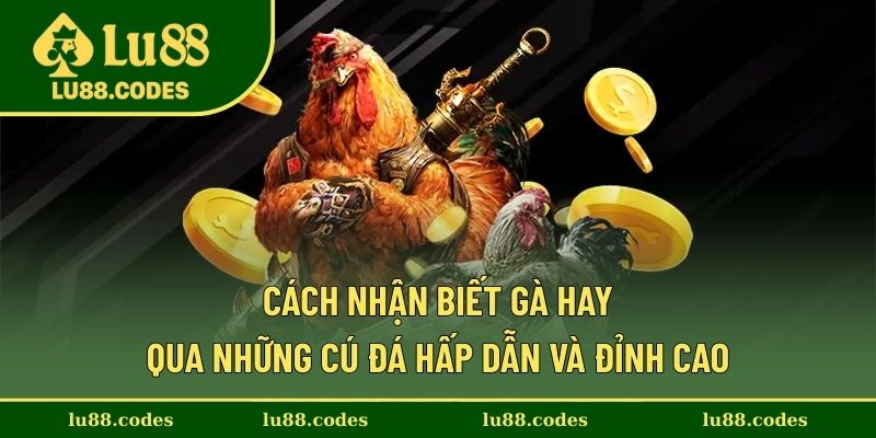 Cách Nhận Biết Gà Hay Qua Những Cú Đá Hấp Dẫn Và Đỉnh Cao