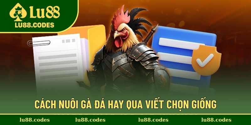 Cách nuôi gà đá hay qua viết chọn giống