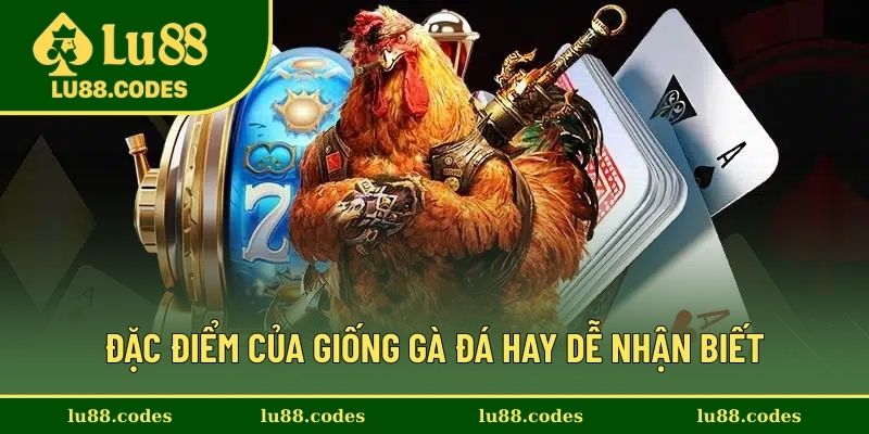 Những bản chất của các giống gà đá hay