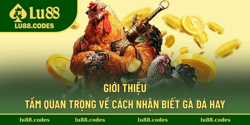 Cách nhận biết gà đá hay