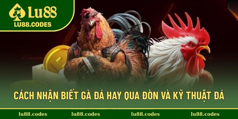 Cách nhận biết gà đá hay qua đòn đá