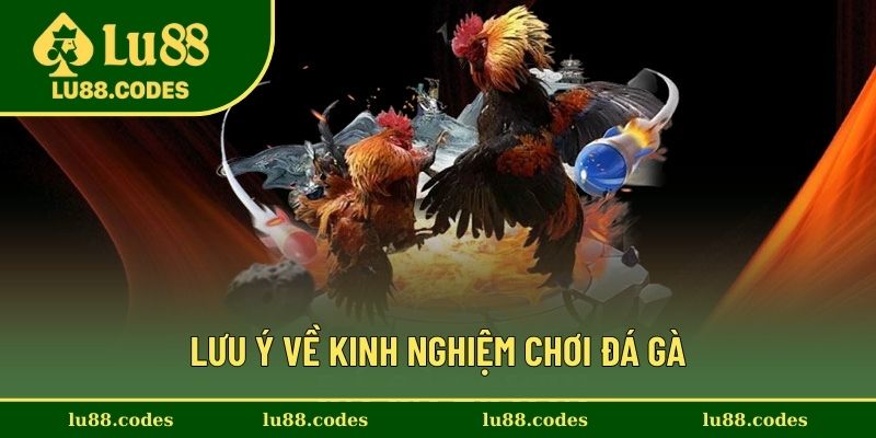 Những điều cần chú ý về kinh nghiệm chơi đá gà
