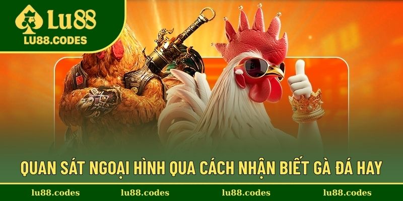 Quan sát những chiến kê kỹ càng