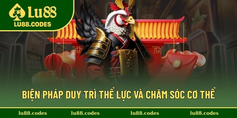 Những cách nuôi gà đá hay duy trì thể lực